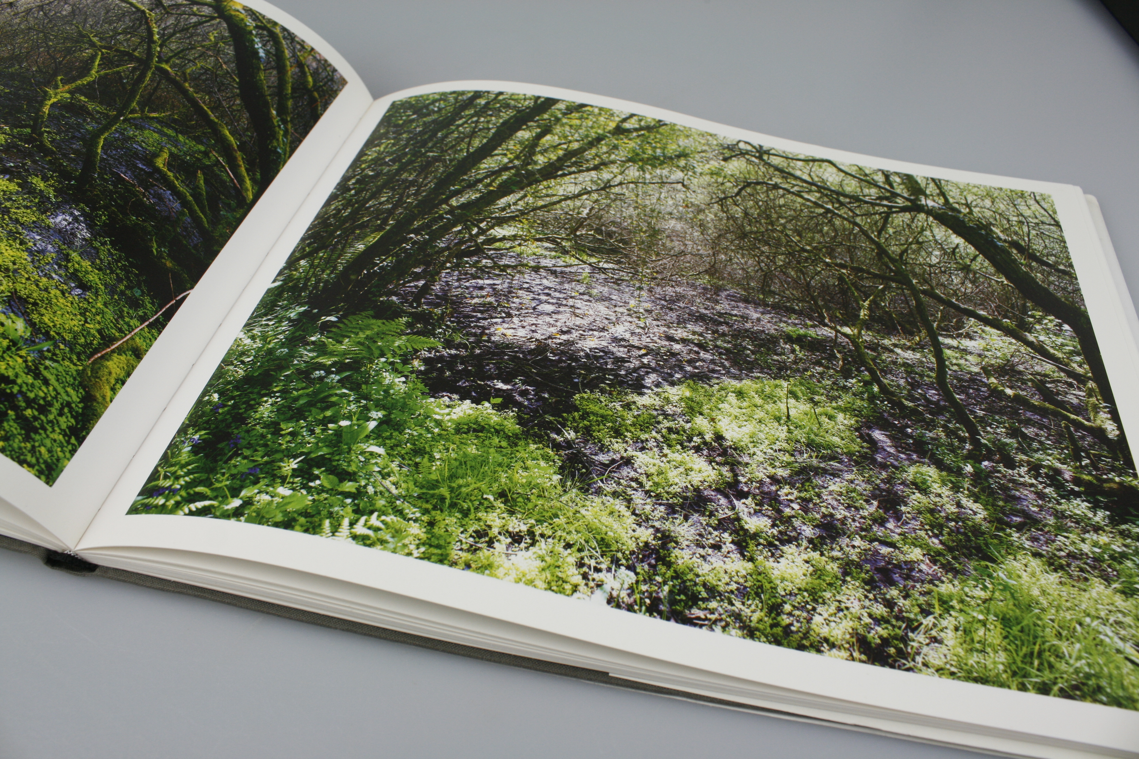 Pete Davis - In Wildwood (Signed book) 2008 Pub. Lars Müller - Image 6